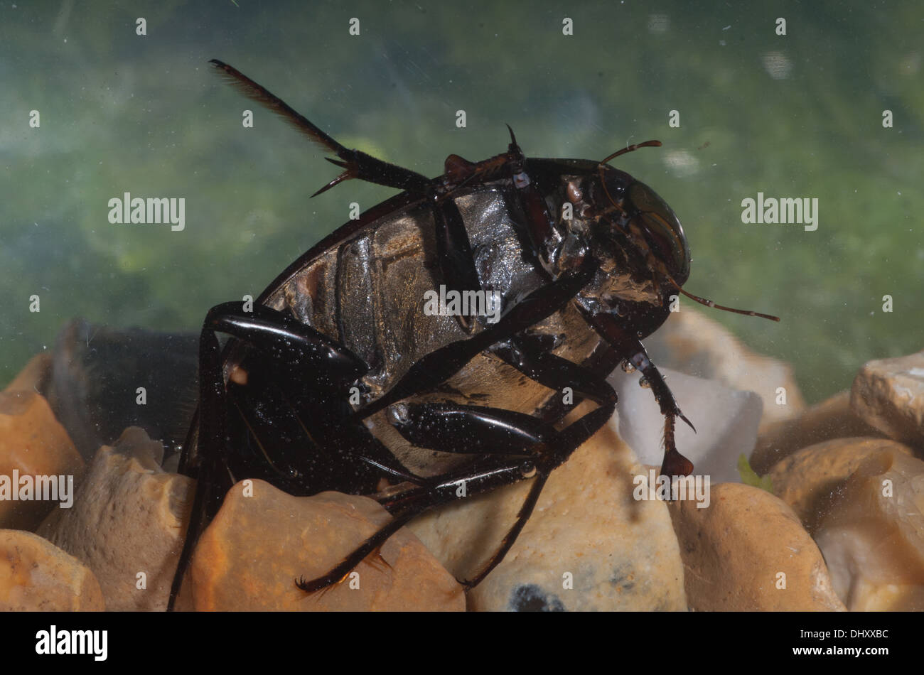 Große Silber Wasserkäfer Erwachsenen Unterwasser Hydrophilus Piceus in einem fotografischen Aquarium genommen und kehrte unversehrt Stockfoto