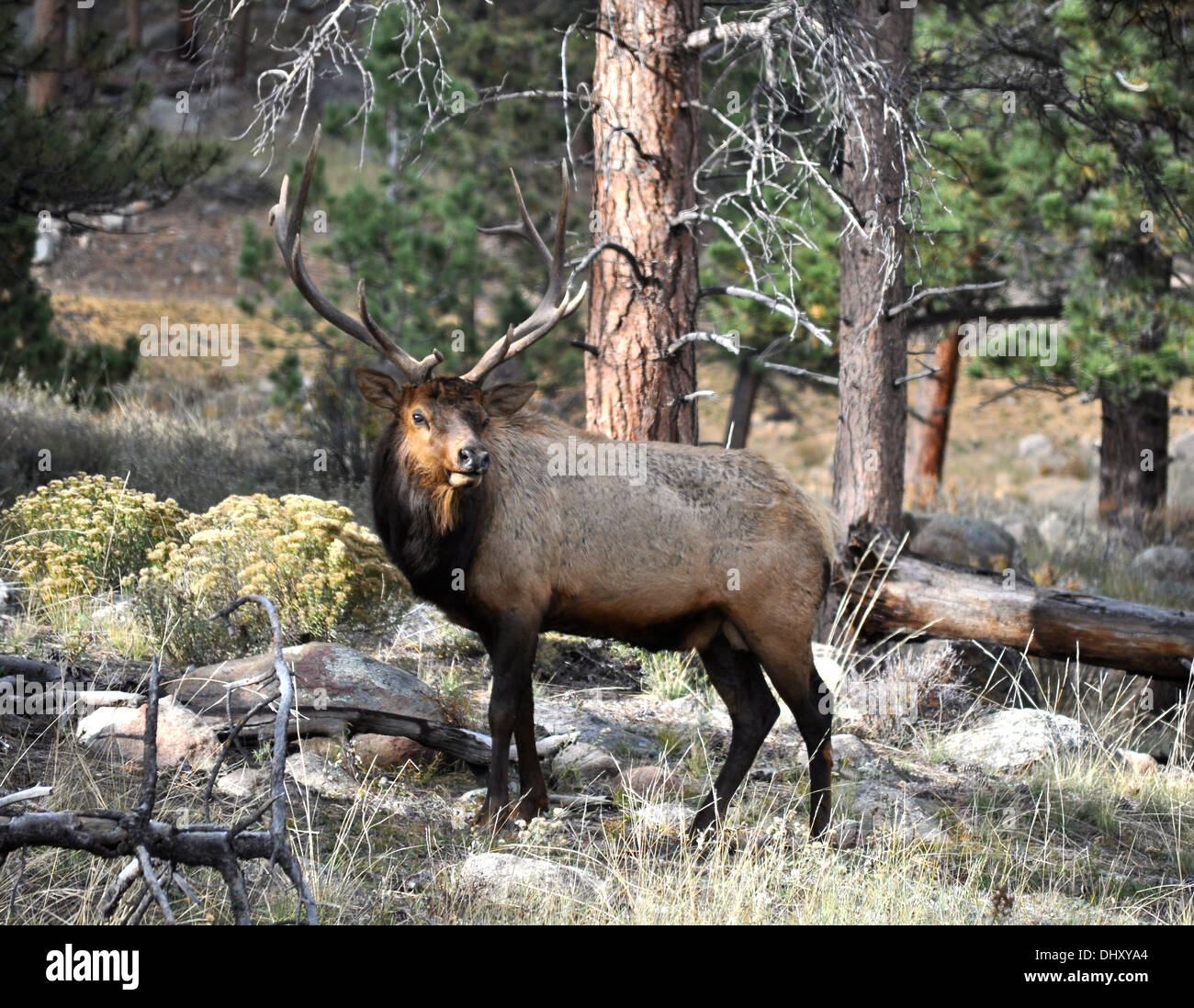 Rocky Mountain Nationalpark - Colorado - USA Stockfoto