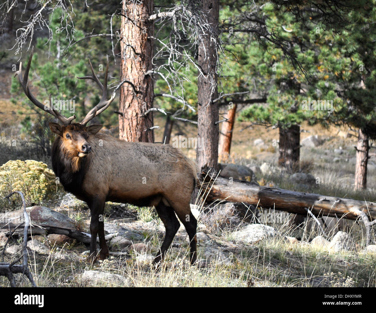 Rocky Mountain Nationalpark - Colorado - USA Stockfoto