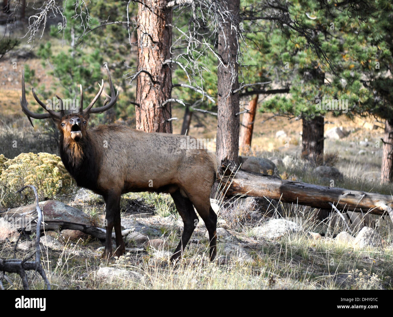 Rocky Mountain Nationalpark - Colorado - USA Stockfoto