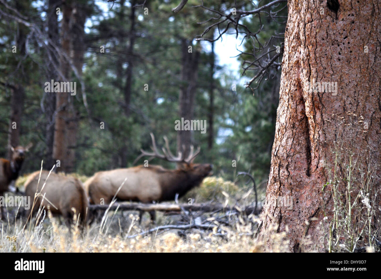 Rocky Mountain Nationalpark - Colorado - USA Stockfoto