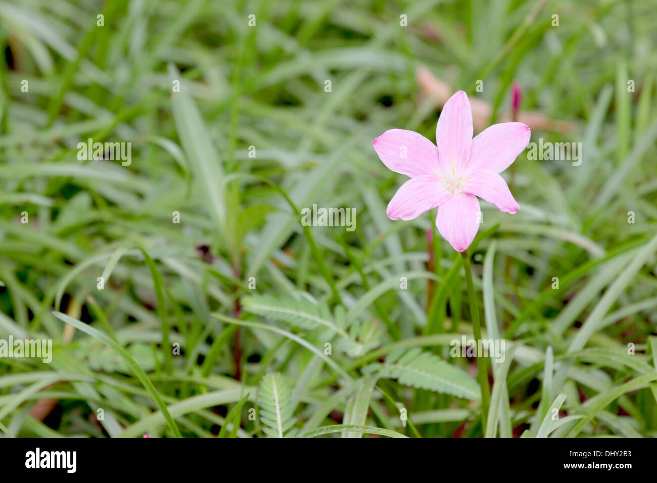 Die rosa Blume im Garten. Stockfoto