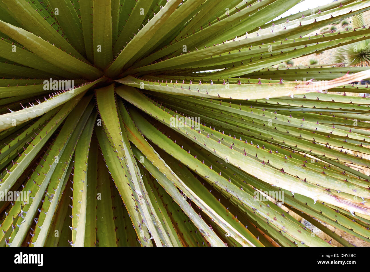 Puya Raimondii Pflanzen hoch in den peruanischen Anden, Südamerika. Stockfoto