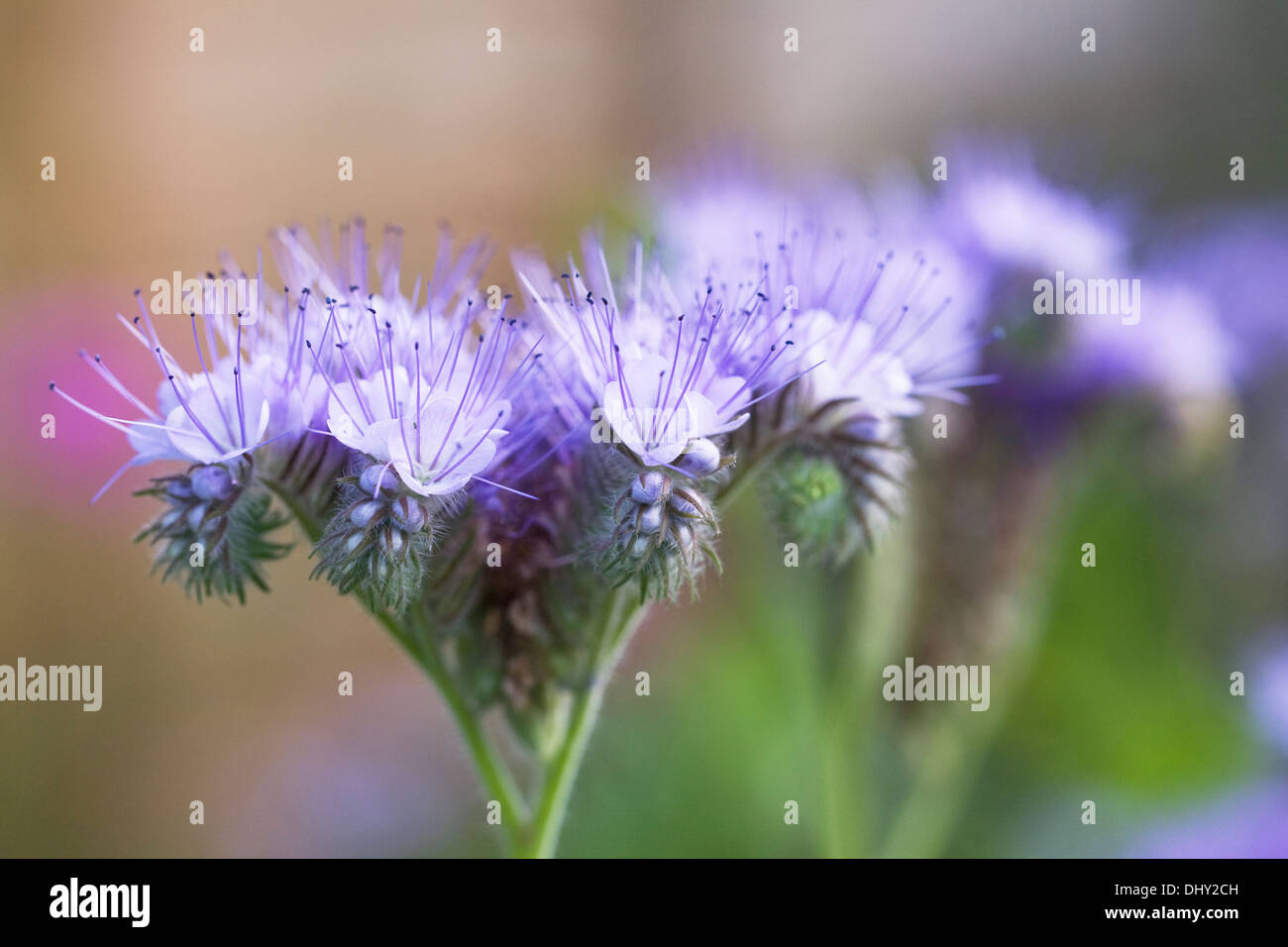 Phacelia Tanacetifolia wächst in einem englischen Garten. Stockfoto