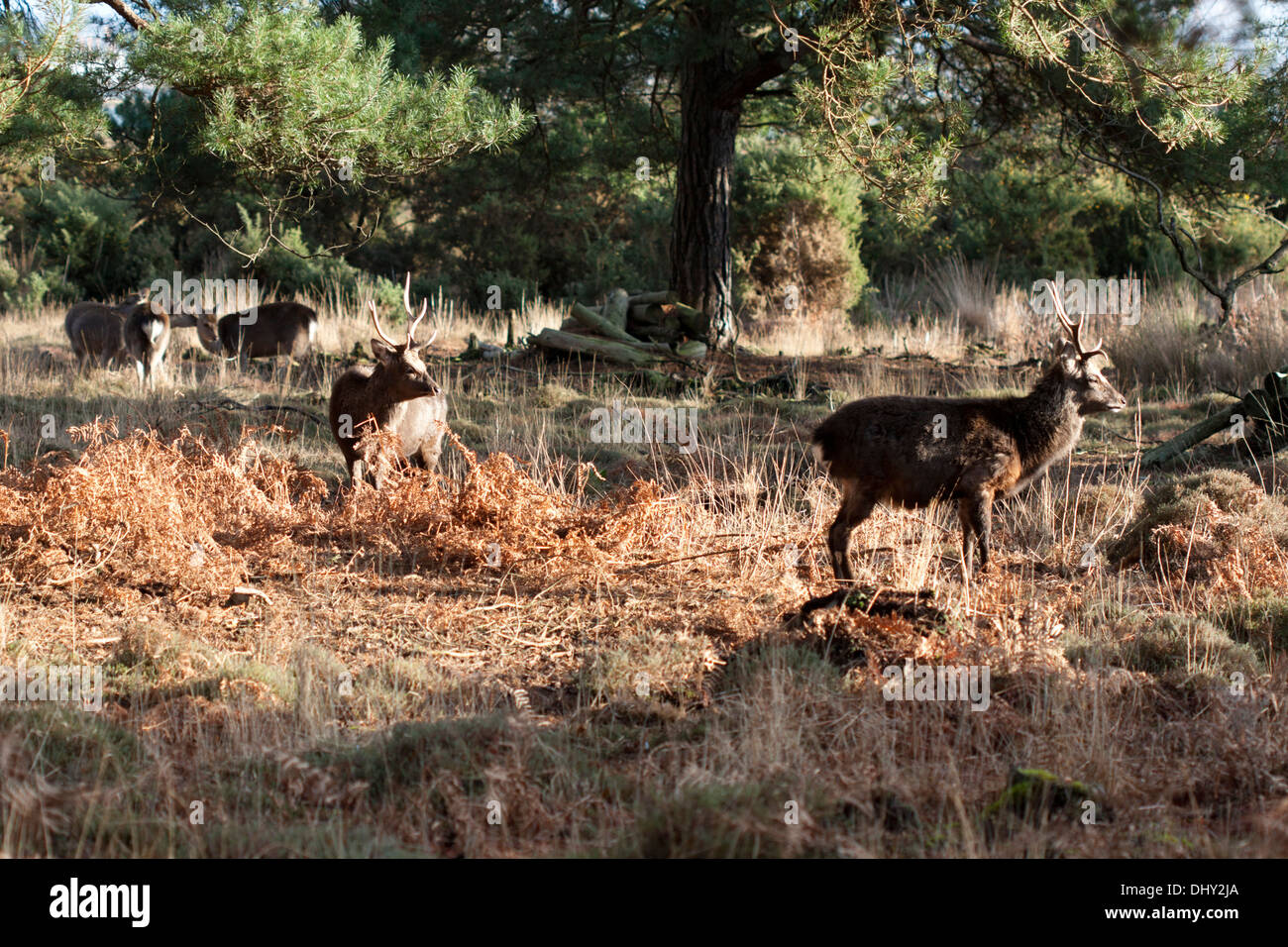 Sika Deer Beweidung im Wald von Arne RSPB Nature Reserve, Dorset, Großbritannien (Cervus Nippon), Winter Stockfoto