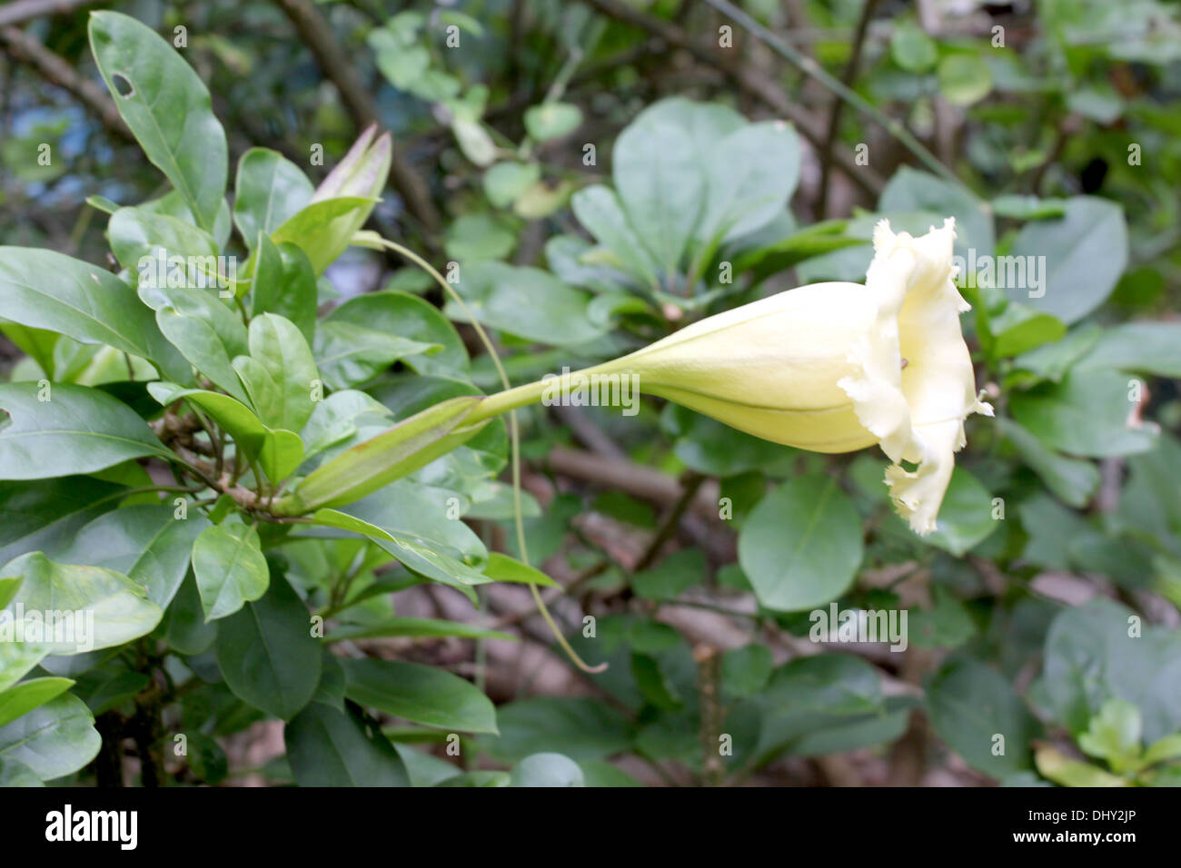 Das Bild weiße Kegel Blumen und Kräuter in Thailand. Stockfoto