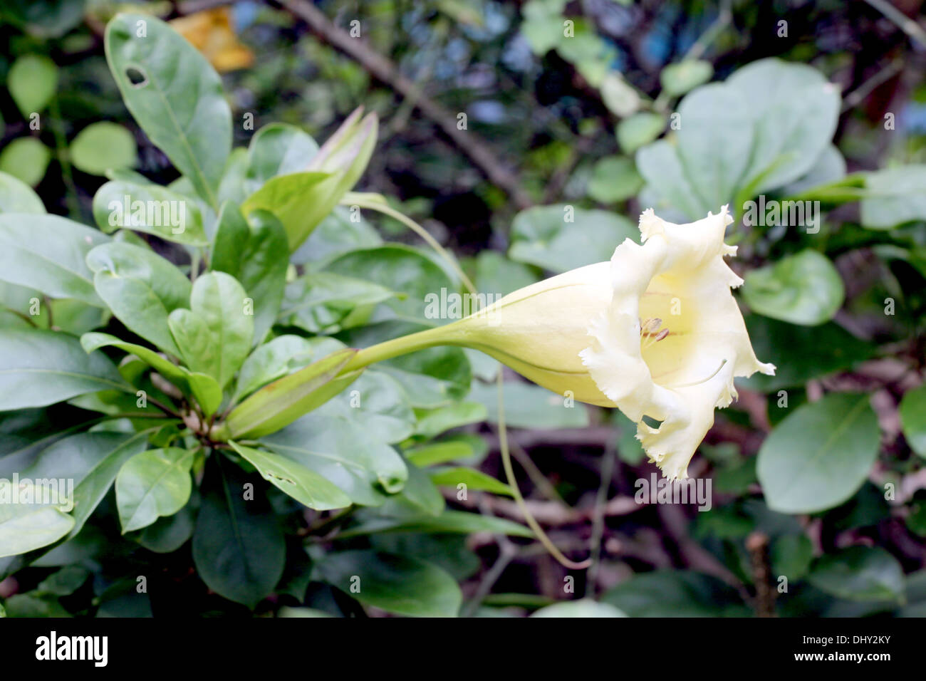 Das Bild weiße Kegel Blumen und Kräuter in Thailand. Stockfoto