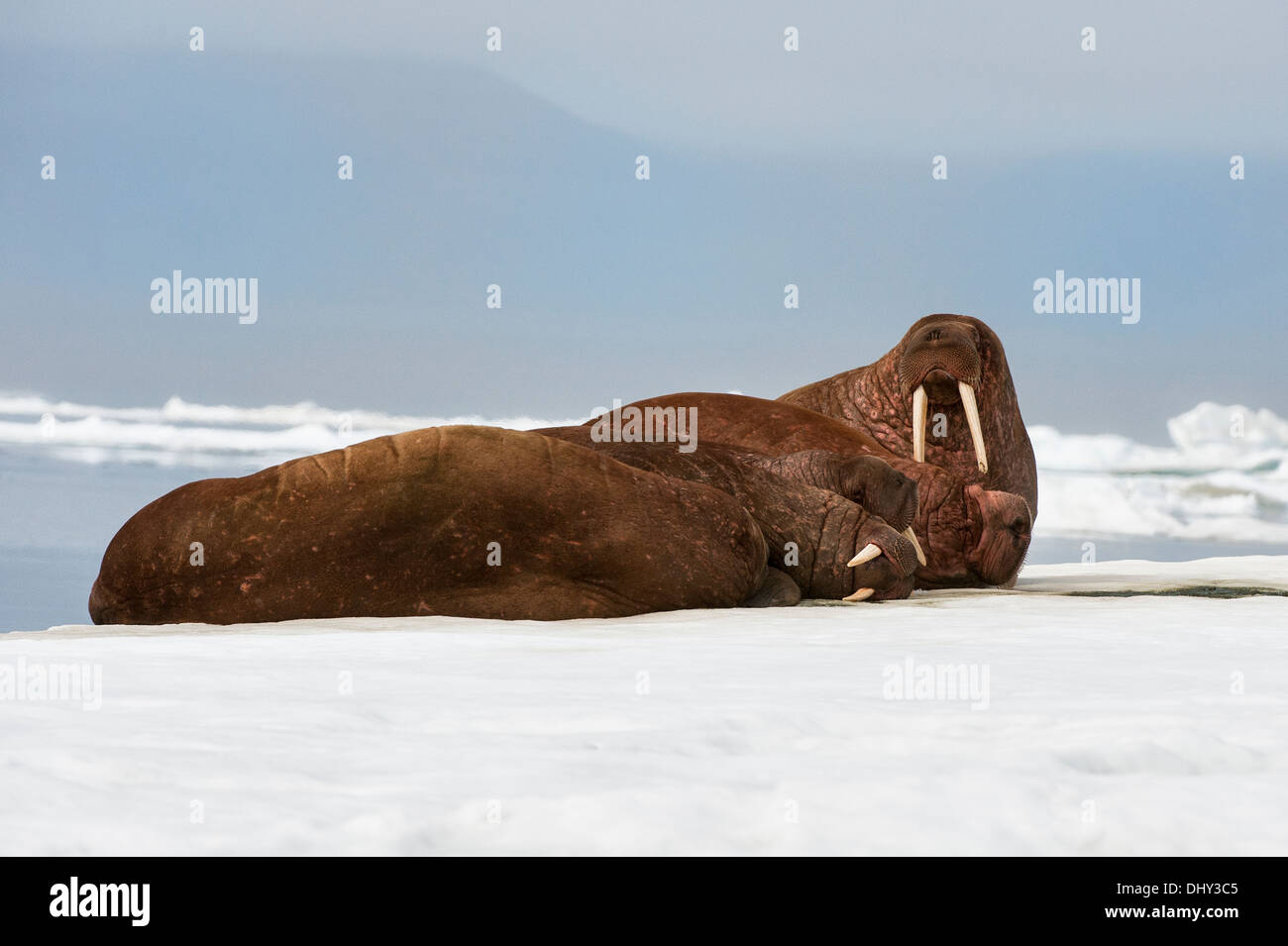 Walross (Odobenus Rosmarus, Wrangel Island, Chuckchi Meer, Tschukotka, russischen Fernen Osten Stockfoto