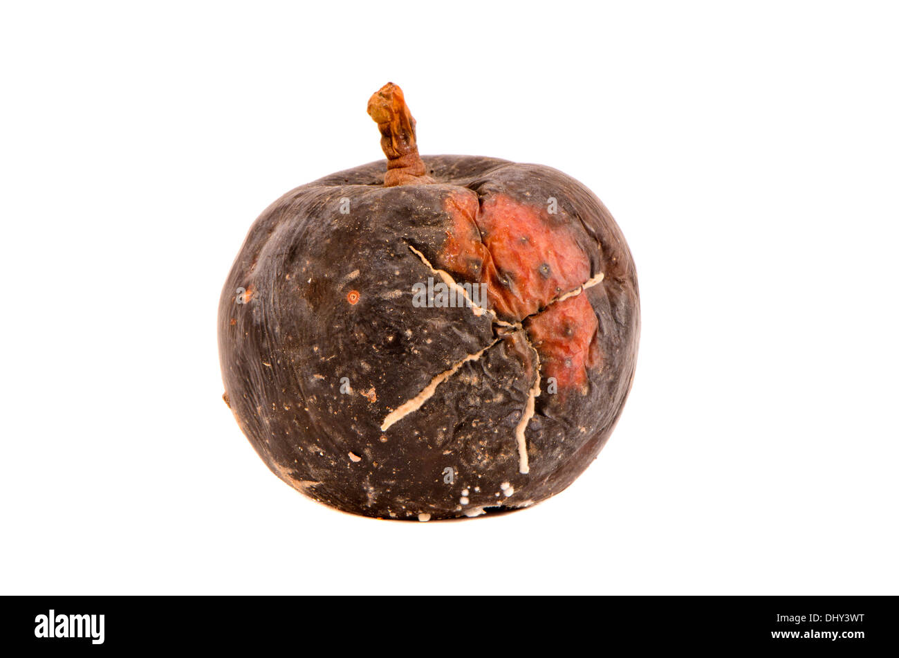 dunkle ein fauler Apfel Obst isoliert auf weißem Hintergrund Stockfoto
