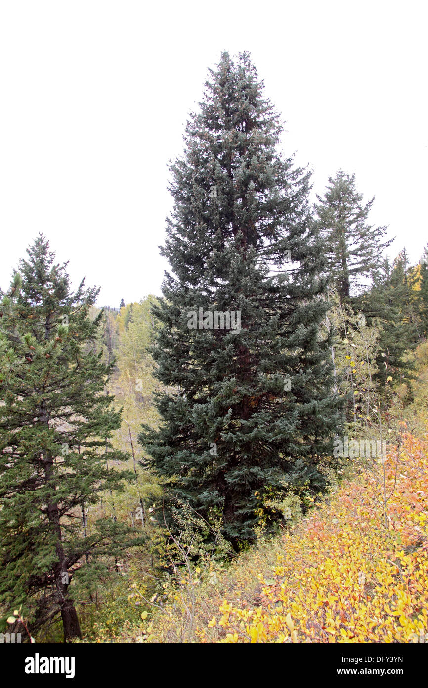 Gegenbaur Fichte wächst in Wyoming Stockfoto