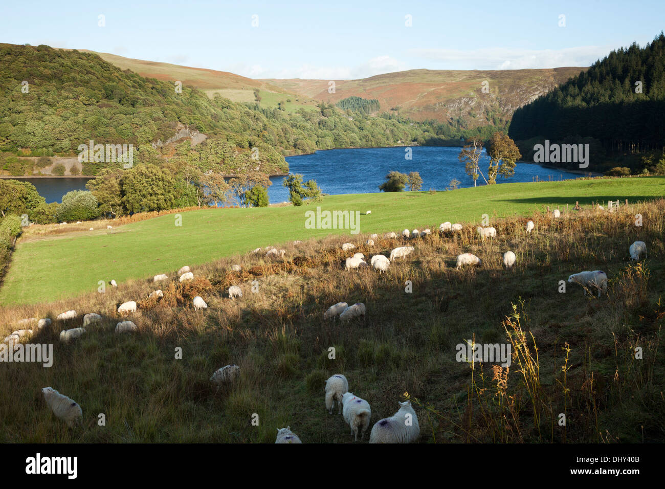 Troedrhiwdraen Haymeadow SSSI - eine traditionell bewirtschafteten Wiese neben Penygarreg Reservoir in der Elan-Tal, Powys, Wales UK Stockfoto