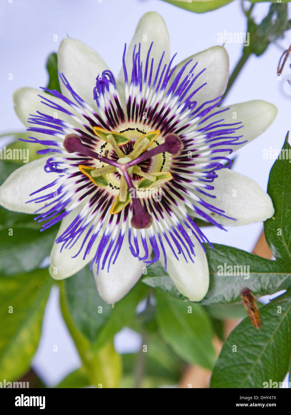 Eine gemeinsame Passionsblume (Passiflora Caerulea) in voller Blüte Stockfoto