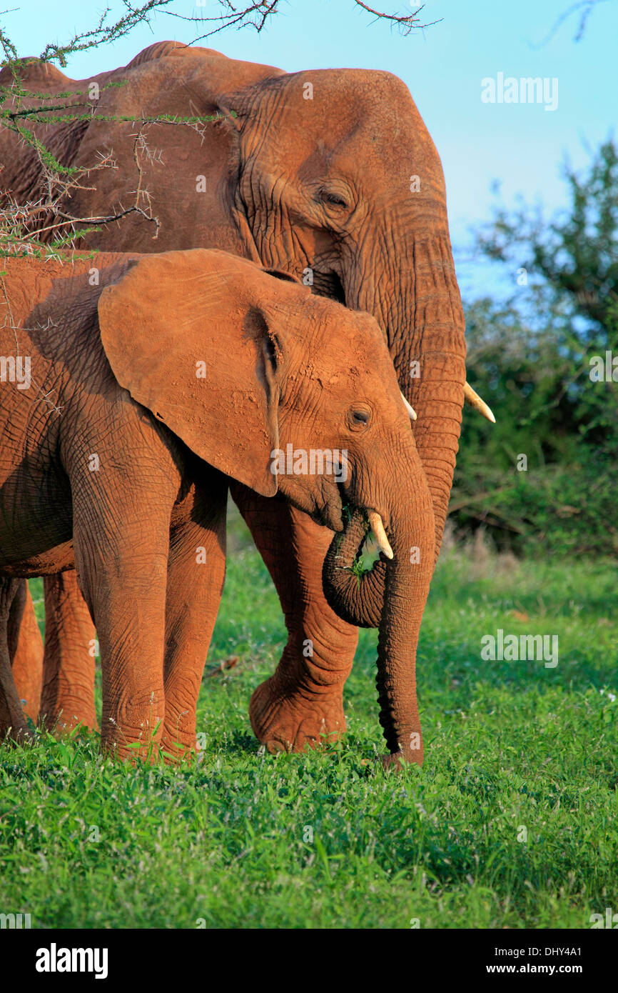 Afrikanischer Elefant (Loxodonta Africana), Samburu National Reserve, Kenia Stockfoto