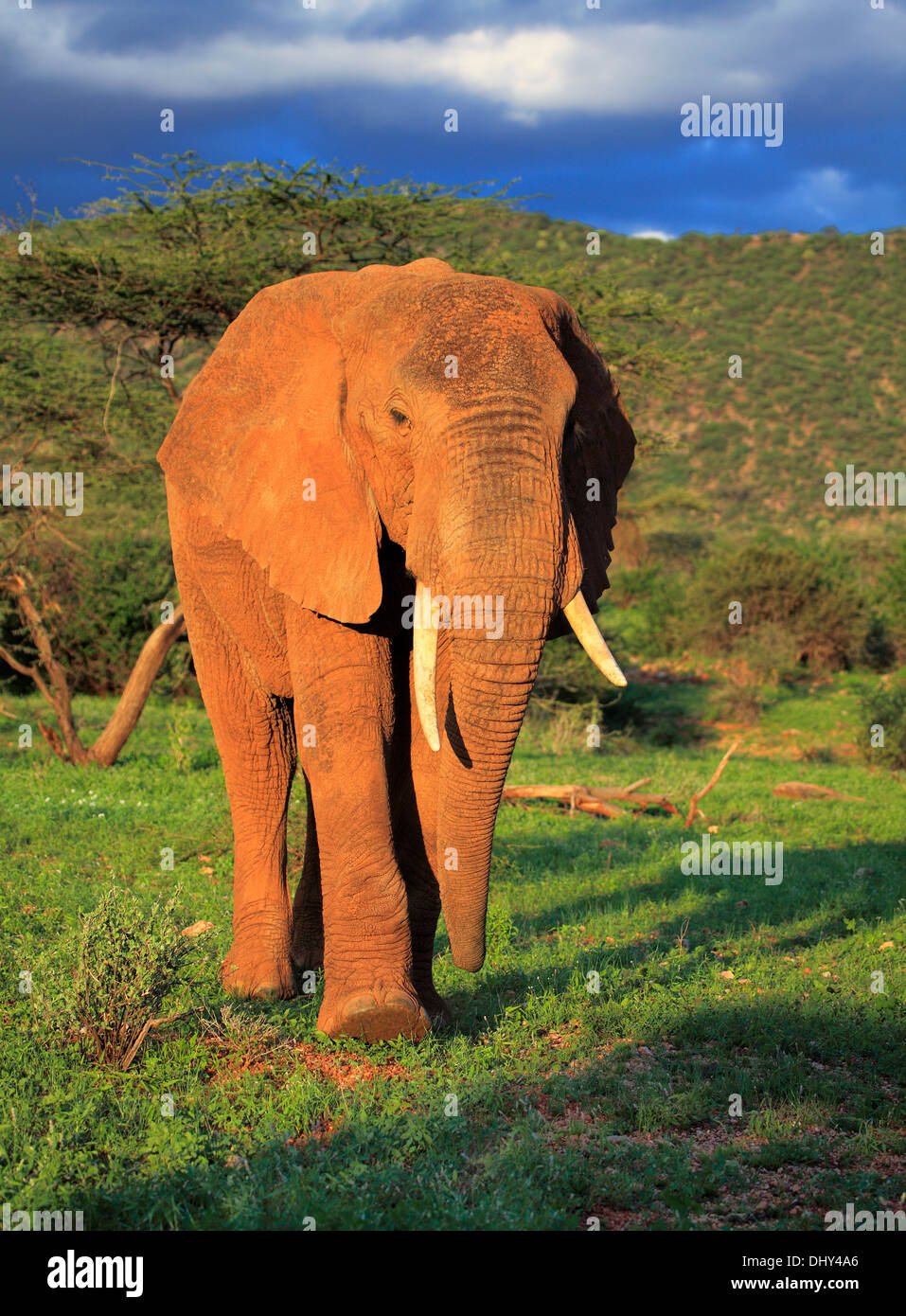 Afrikanischer Elefant (Loxodonta Africana), Samburu National Reserve, Kenia Stockfoto