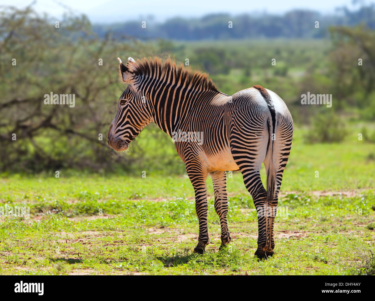 GREVY-Zebra (Equus Grevyi), Samburu National Reserve, Kenia Stockfoto