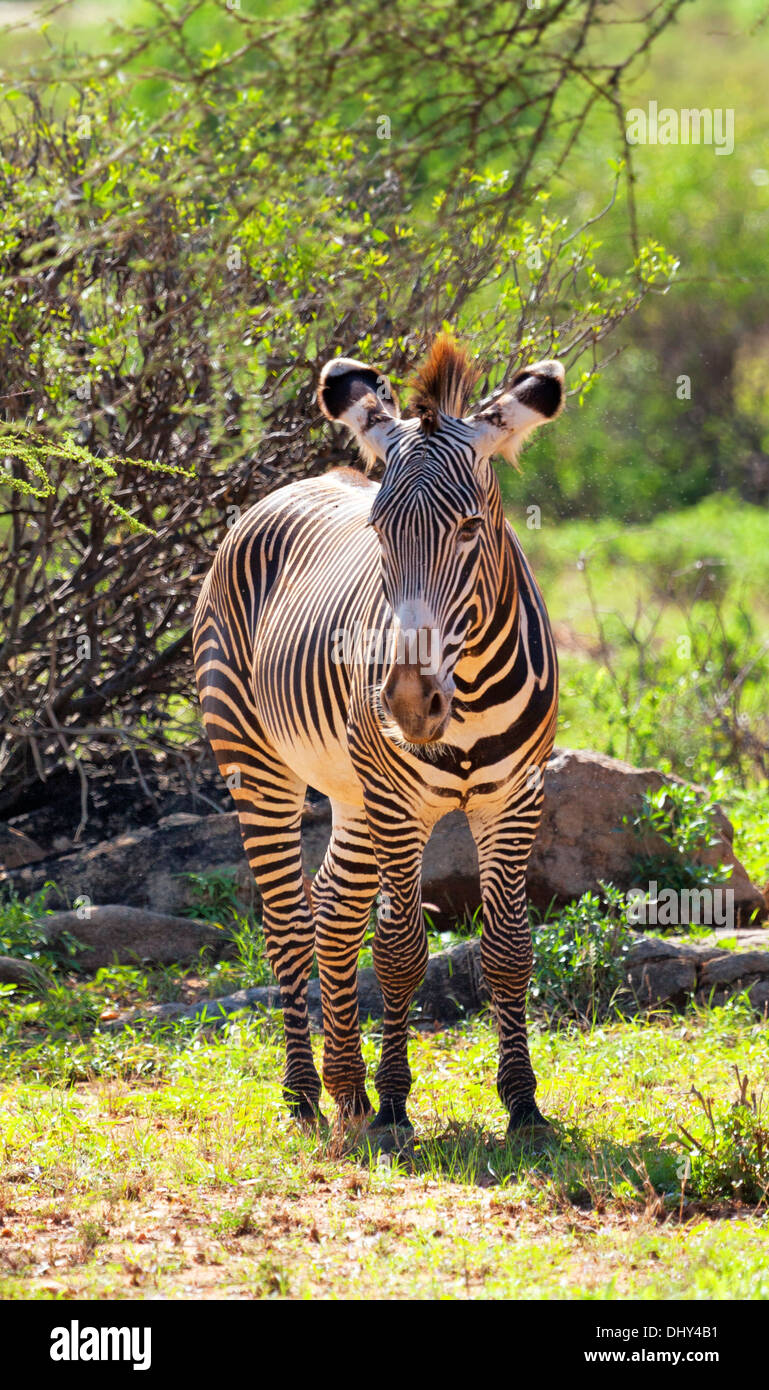 GREVY-Zebra (Equus Grevyi), Samburu National Reserve, Kenia Stockfoto