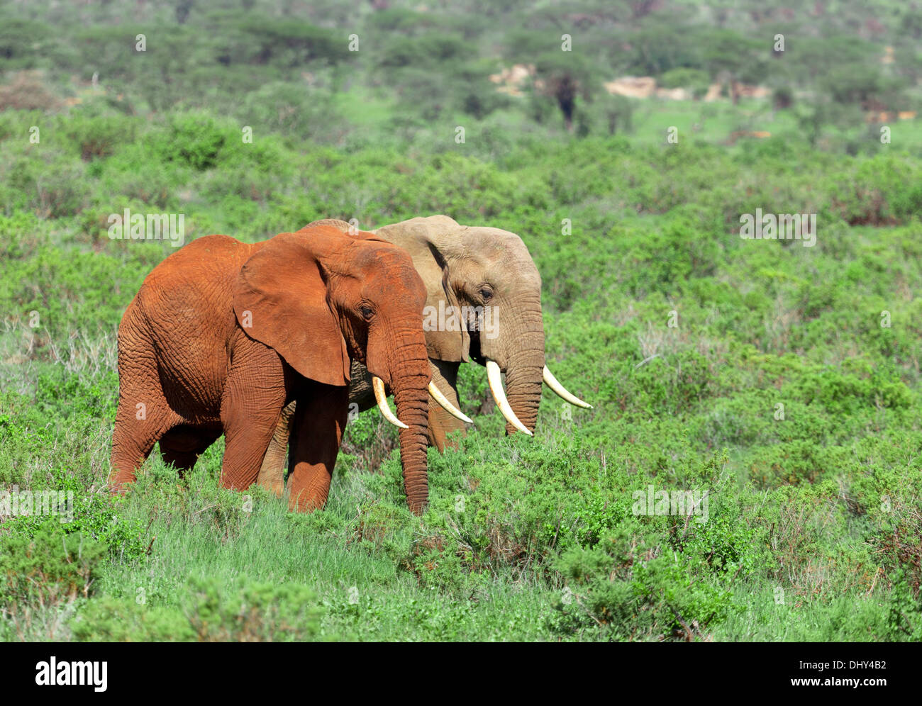 Afrikanischer Elefant (Loxodonta Africana), Samburu National Reserve, Kenia Stockfoto