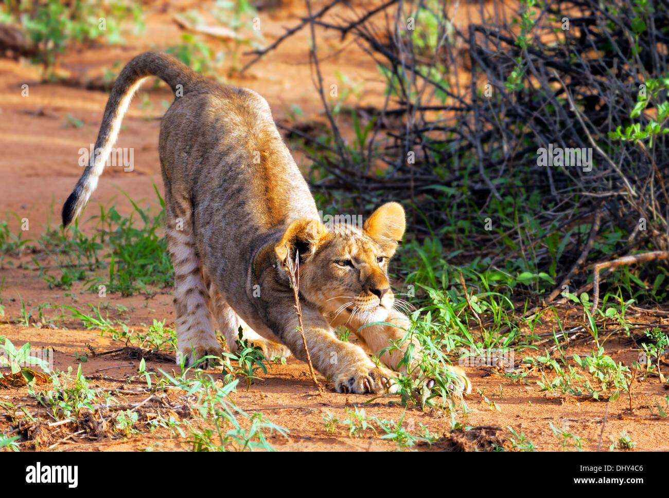 Löwen (Pantera Leo), Samburu National Reserve, Kenia Stockfoto