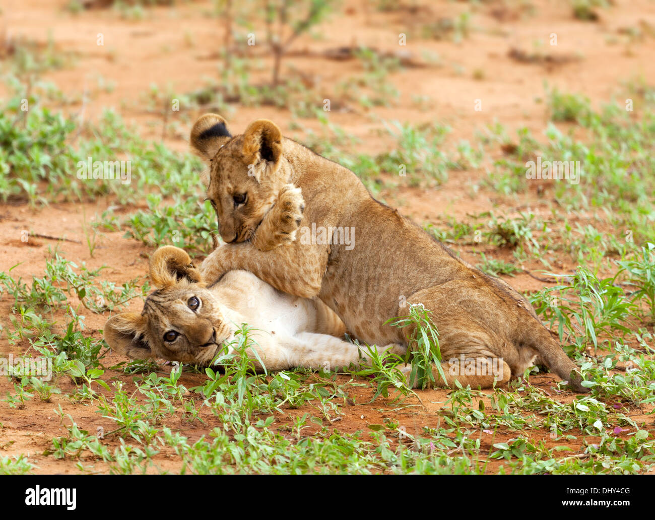 Löwen (Pantera Leo), Samburu National Reserve, Kenia Stockfoto