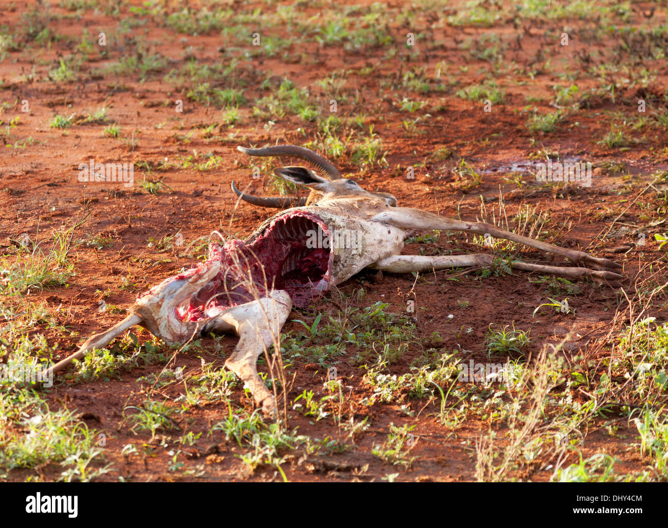 Getöteten Antilope, Samburu National Reserve, Kenia Stockfoto