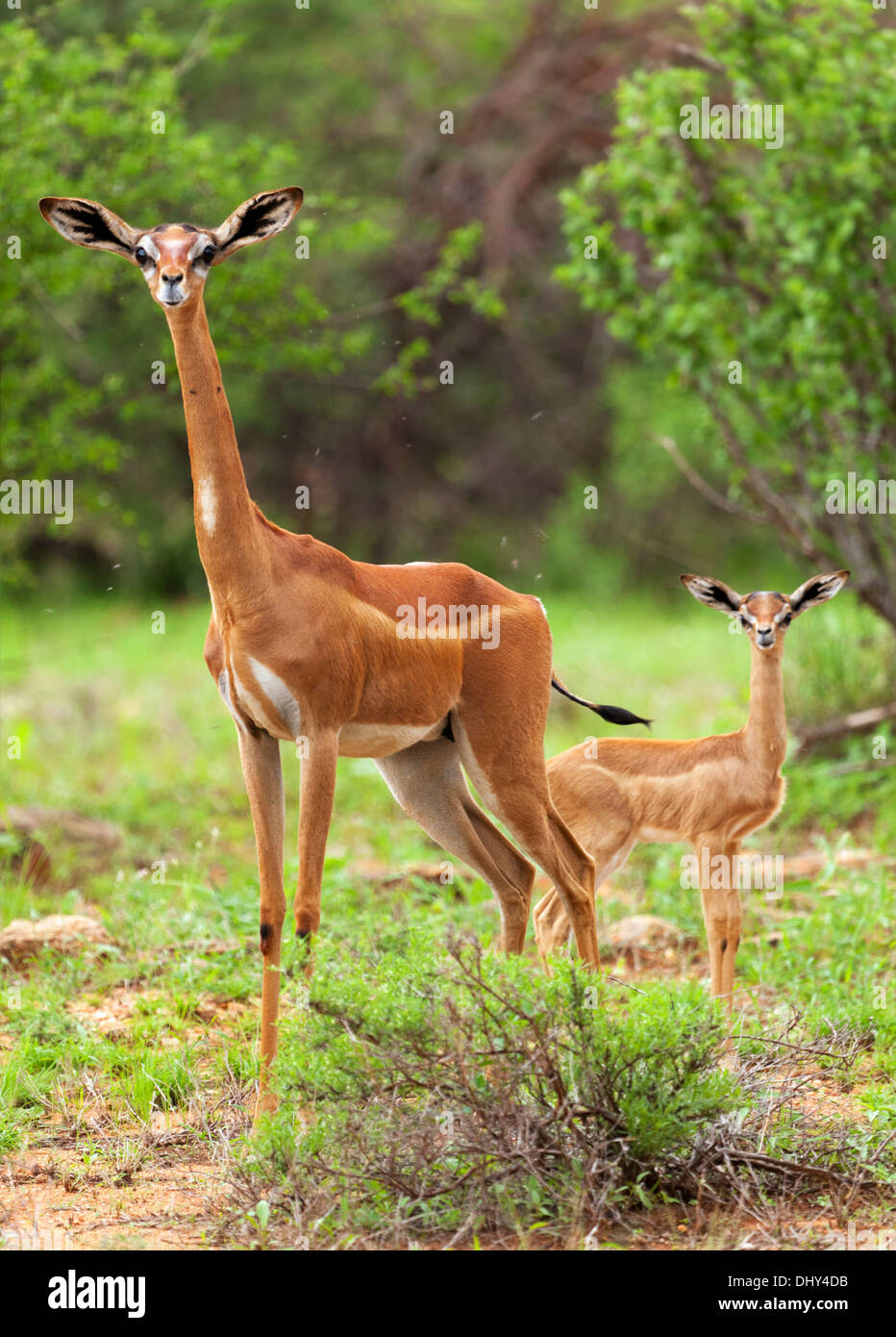 Impala (Aepyceros Melampus), Samburu National Reserve, Kenia Stockfoto