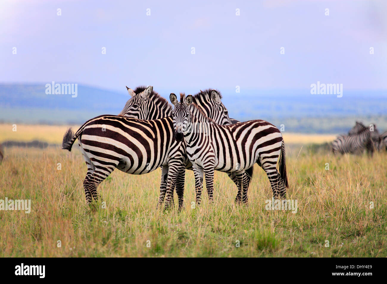 GREVY-Zebra (Equus Grevyi), Masai Mara National Reserve, Kenia Stockfoto