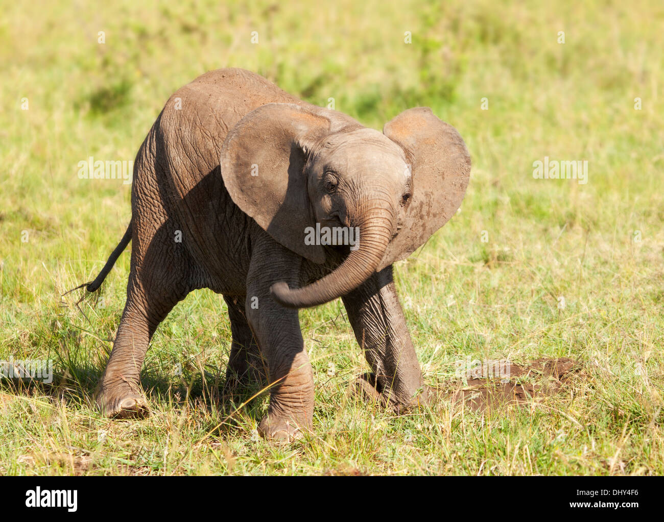 Afrikanischer Elefant (Loxodonta Africana), Masai Mara National Reserve, Kenia Stockfoto