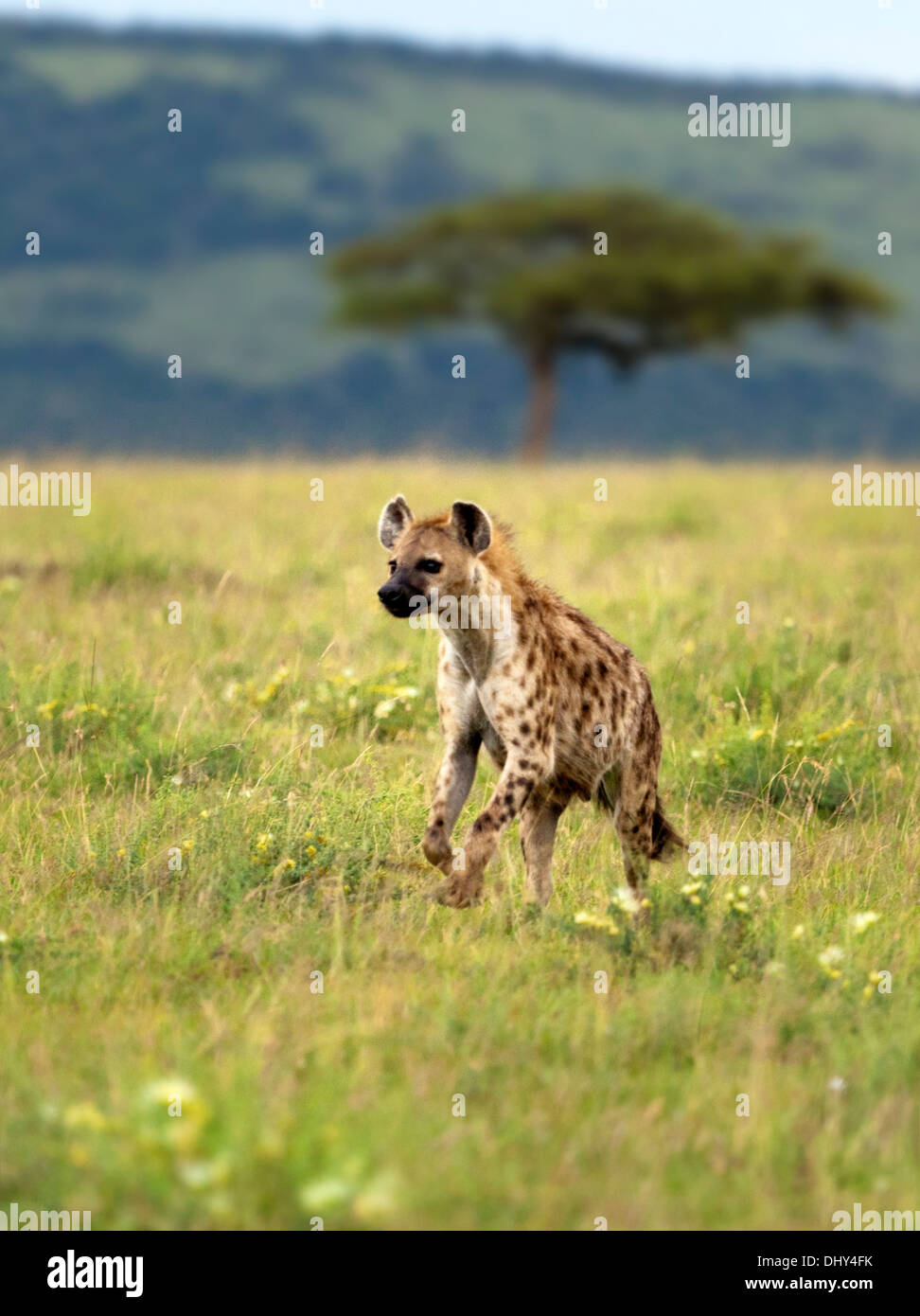 Entdeckt von Hyänen (Crocuta Crocuta), Masai Mara National Reserve, Kenia Stockfoto