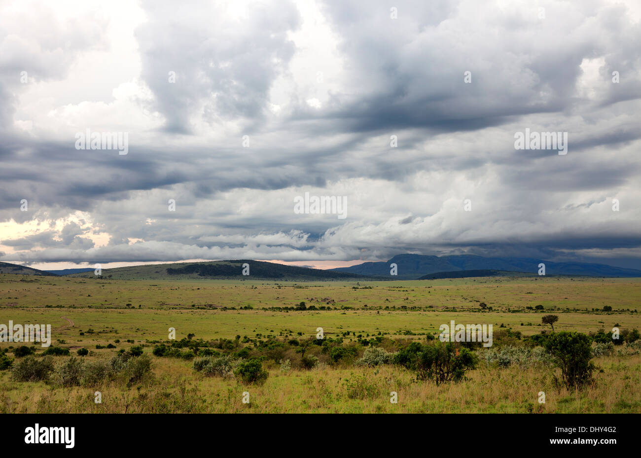 Masai Mara National Reserve, Kenia Stockfoto