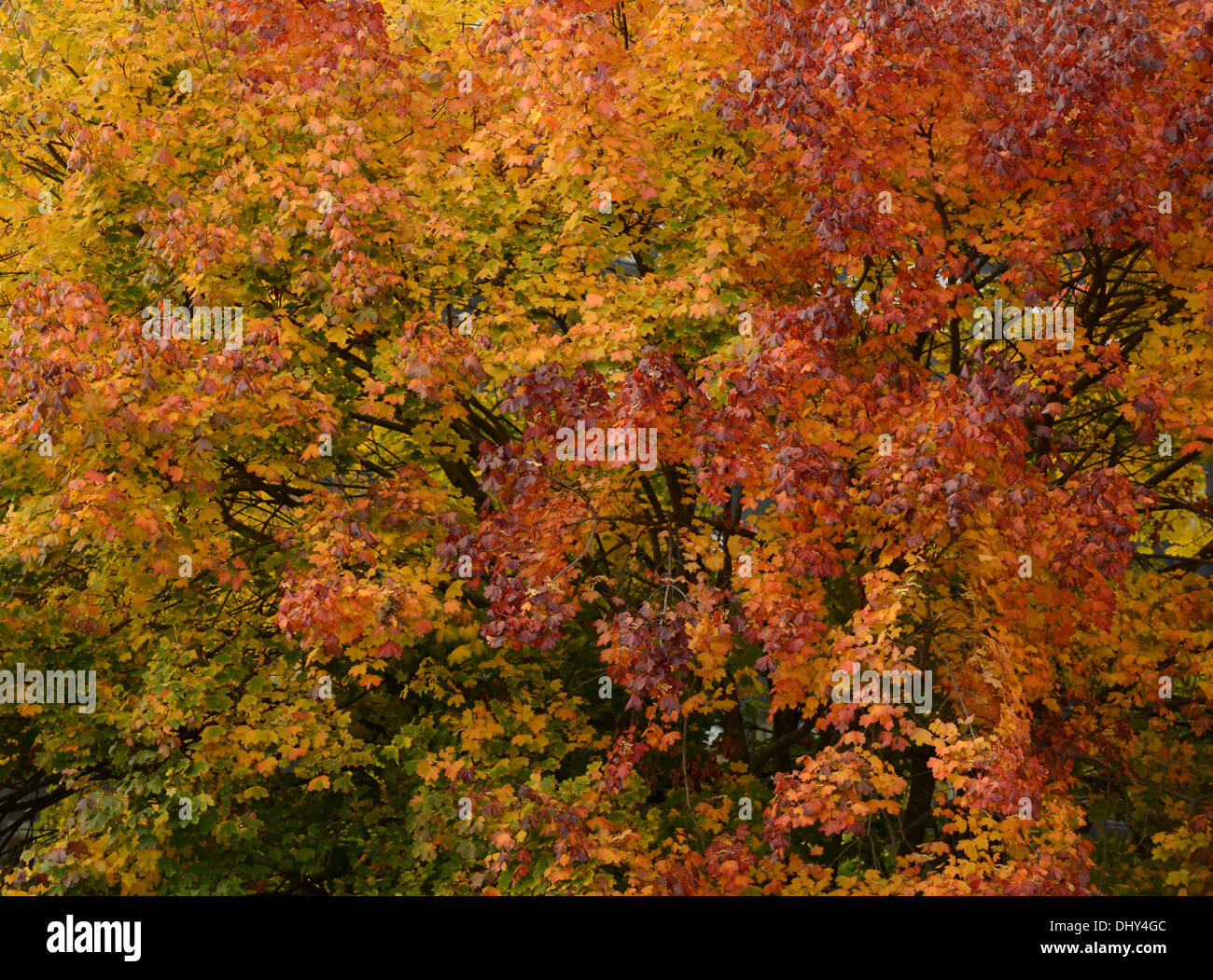 Bunter Herbst Äste in goldenen Farben Stockfoto