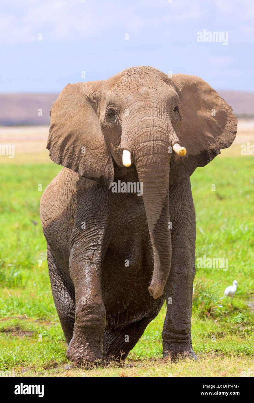 Afrikanischer Elefant (Loxodonta Africana), Amboseli Nationalpark, Kenia Stockfoto