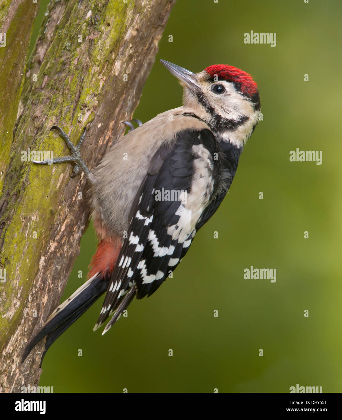 Ein juveniler Schelladler Specht klettern den Stamm eines Baumes. . Stockfoto