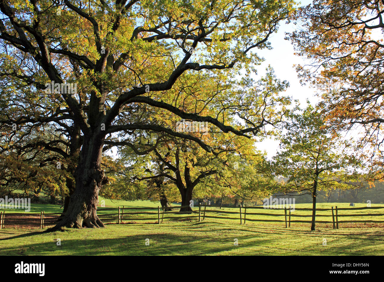 Eichen in einem Feld, Runnymede Surrey England UK Stockfoto