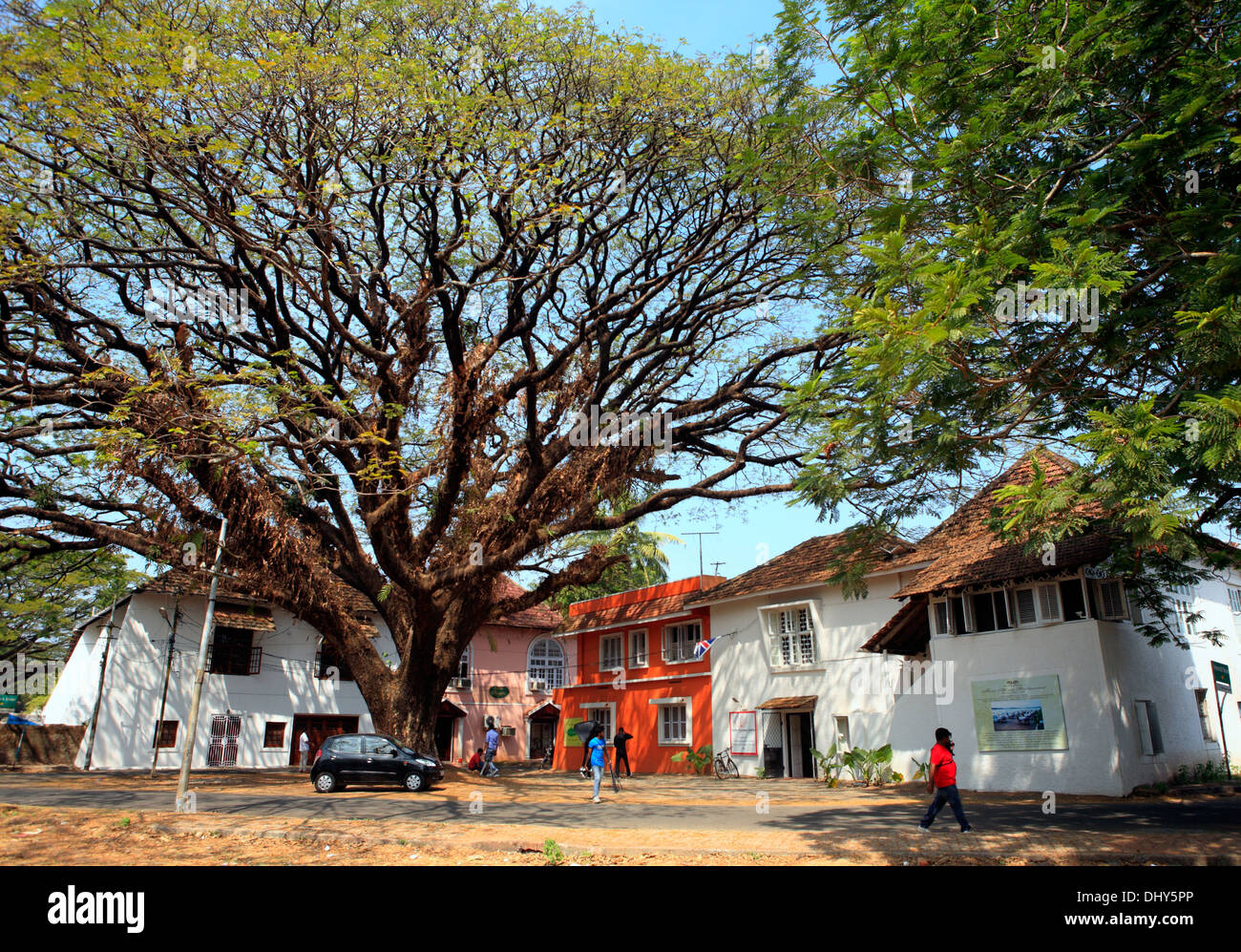Alter Baum im Town Square, Benaulim, Goa, Indien Stockfoto
