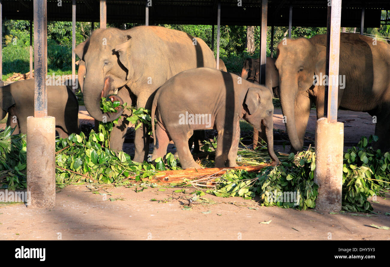 Pinnawala Elephant Orphanage, Sri Lanka Stockfoto