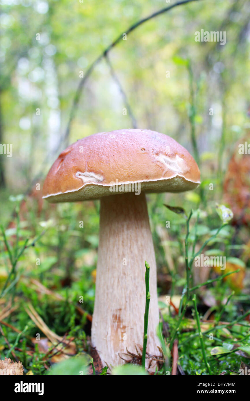 schöne und kleine Cep wächst im Wald Moos Stockfoto