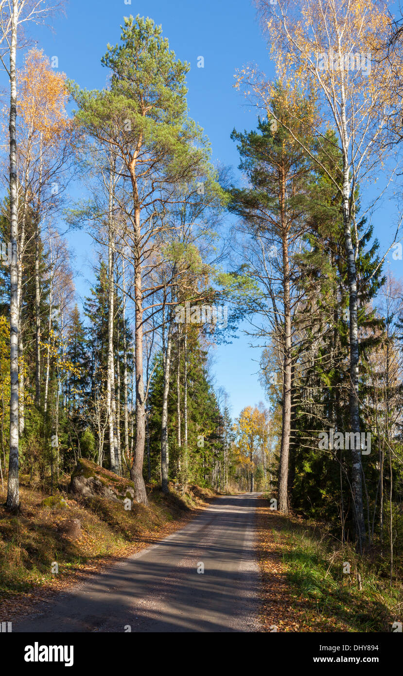 Schöner Herbst in Finnland Stockfoto