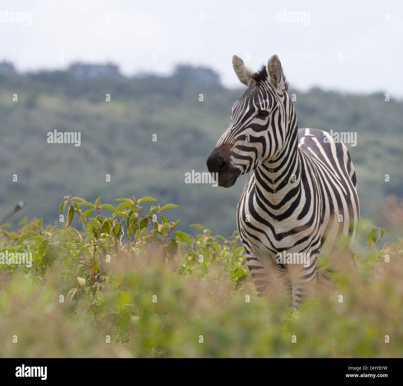 Zebra in der Masai Mara - Kenia Stockfoto
