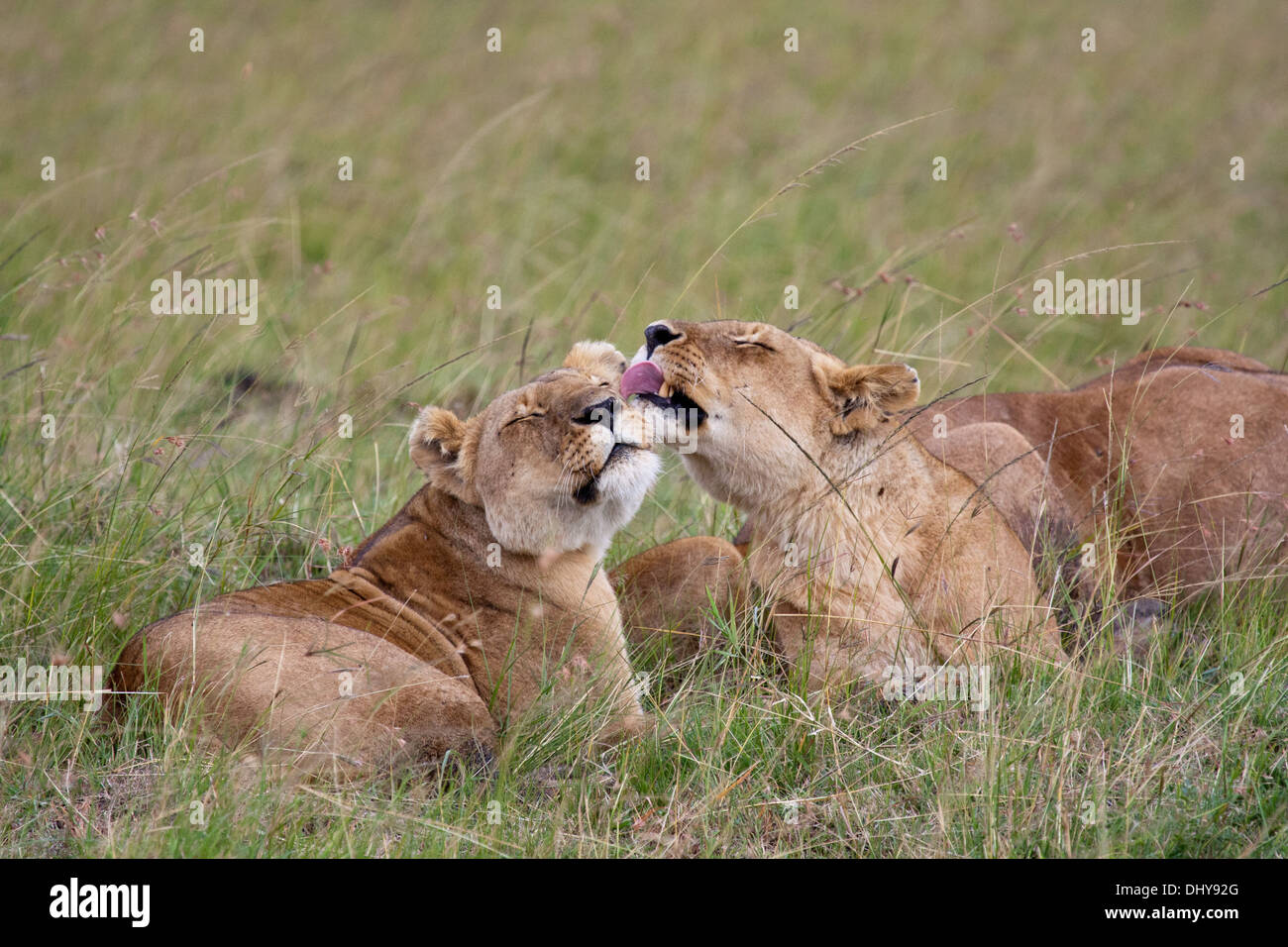 Löwinnen waschen in Masai Mara Kenia Stockfoto