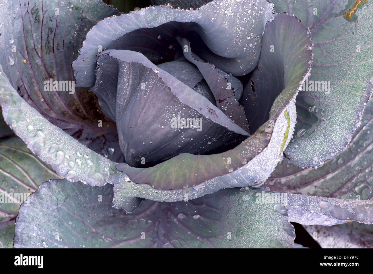 Nahaufnahme von Kale Pflanze (Brassica Oleracea) strukturiert mit Regentropfen Stockfoto