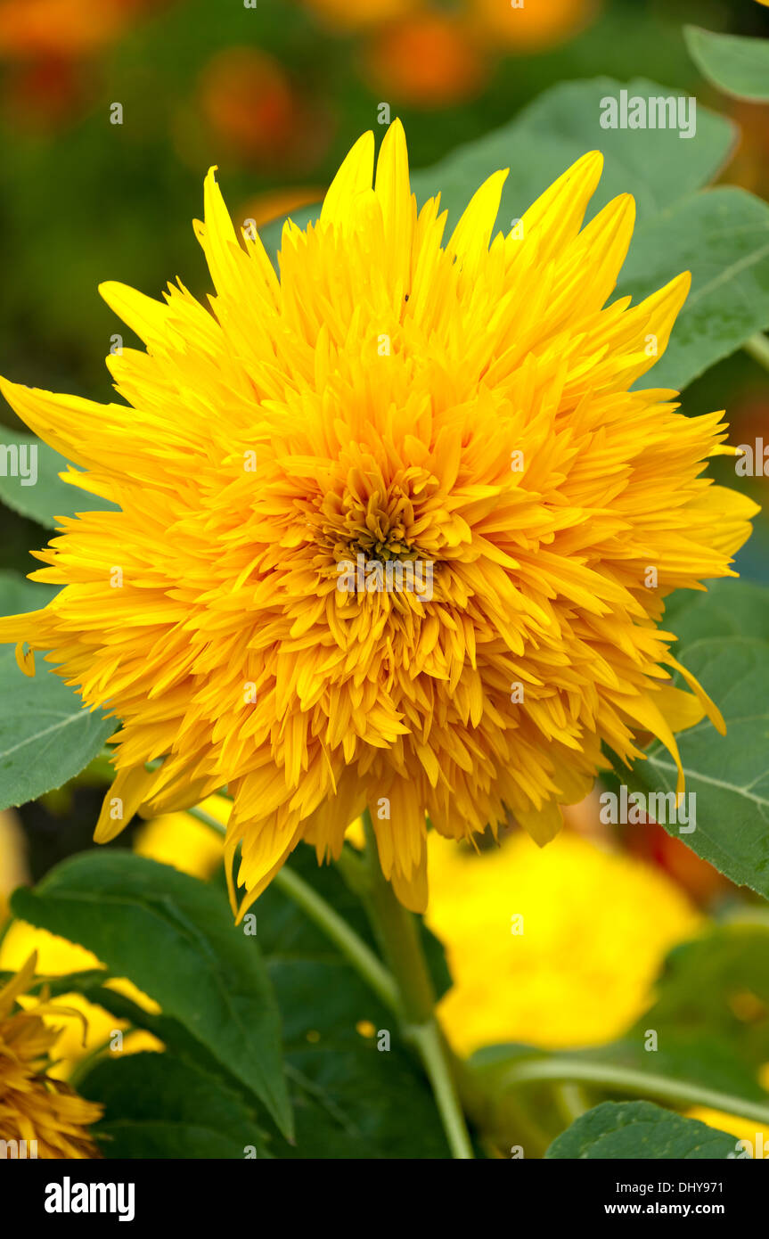 Sonnenblumen- oder Helianthus annuus vor der Blüte Stockfoto