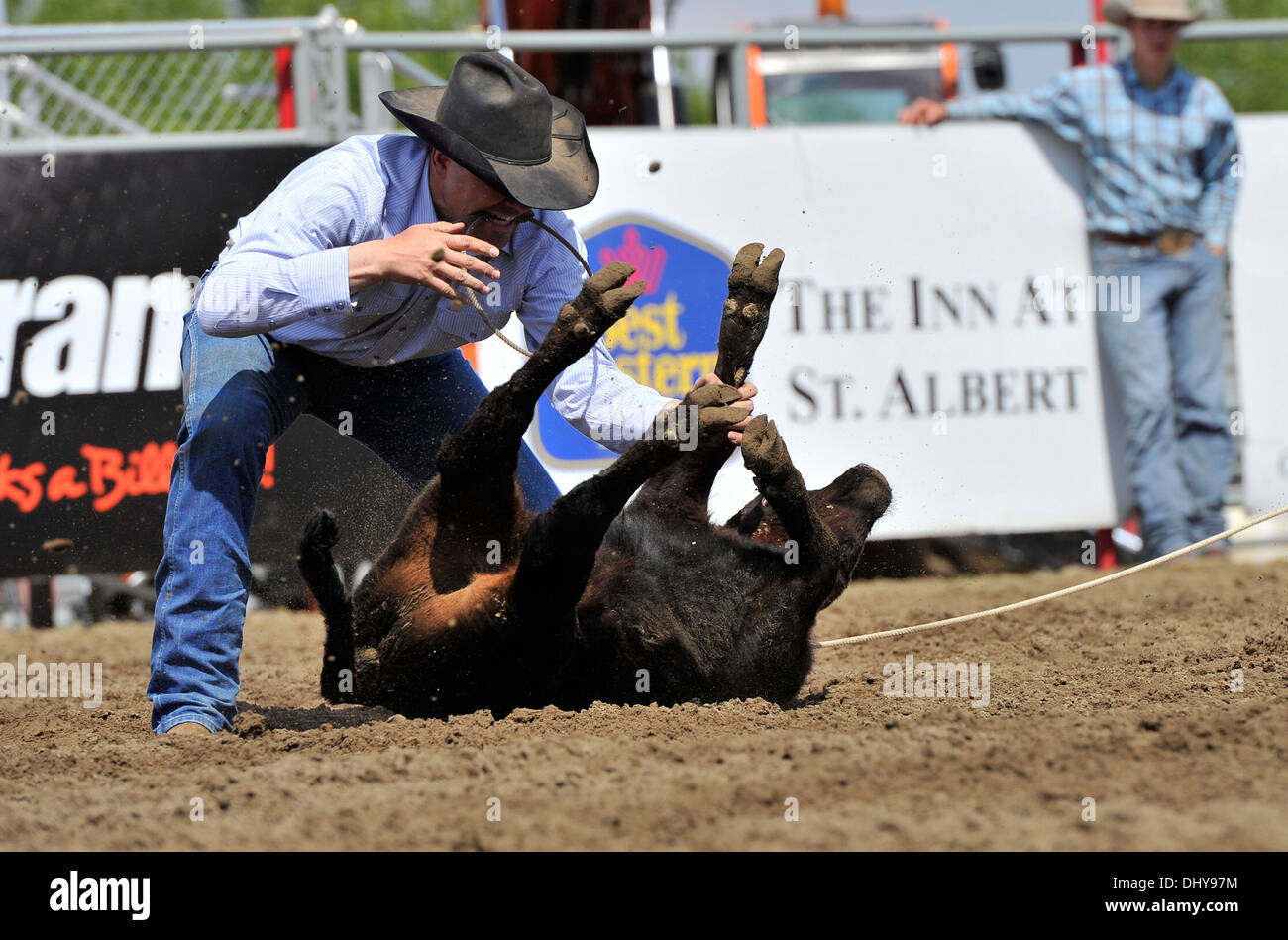 Ein Cowboy-Konkurrent bindet ein Kalb Beine bei Stimmengleichheit unten Kalb roping Ereignis bei einem Rodeo in Alberta, Kanada. Stockfoto