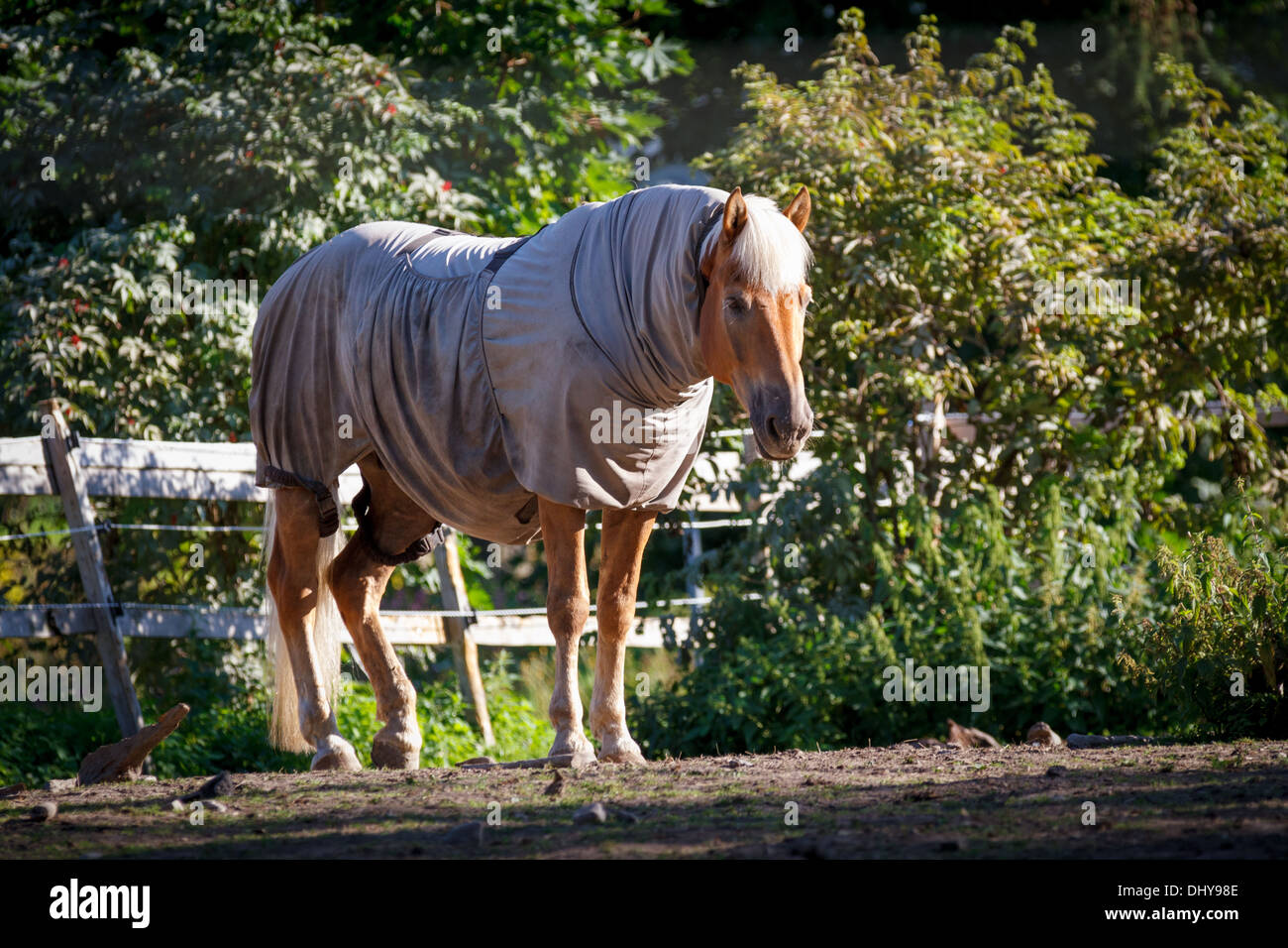 Pferd, gekleidet in den Warp und stehen hinter einem Zaun Stockfoto