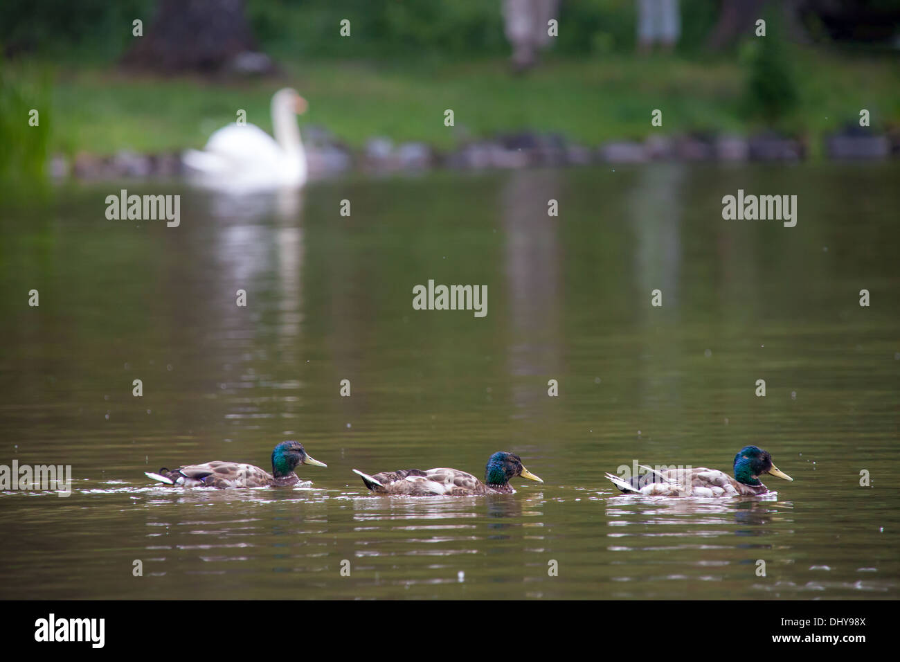 Drei Enten schwimmen auf dem See mit einem großen Schwan auf dem Hintergrund betrachten Stockfoto