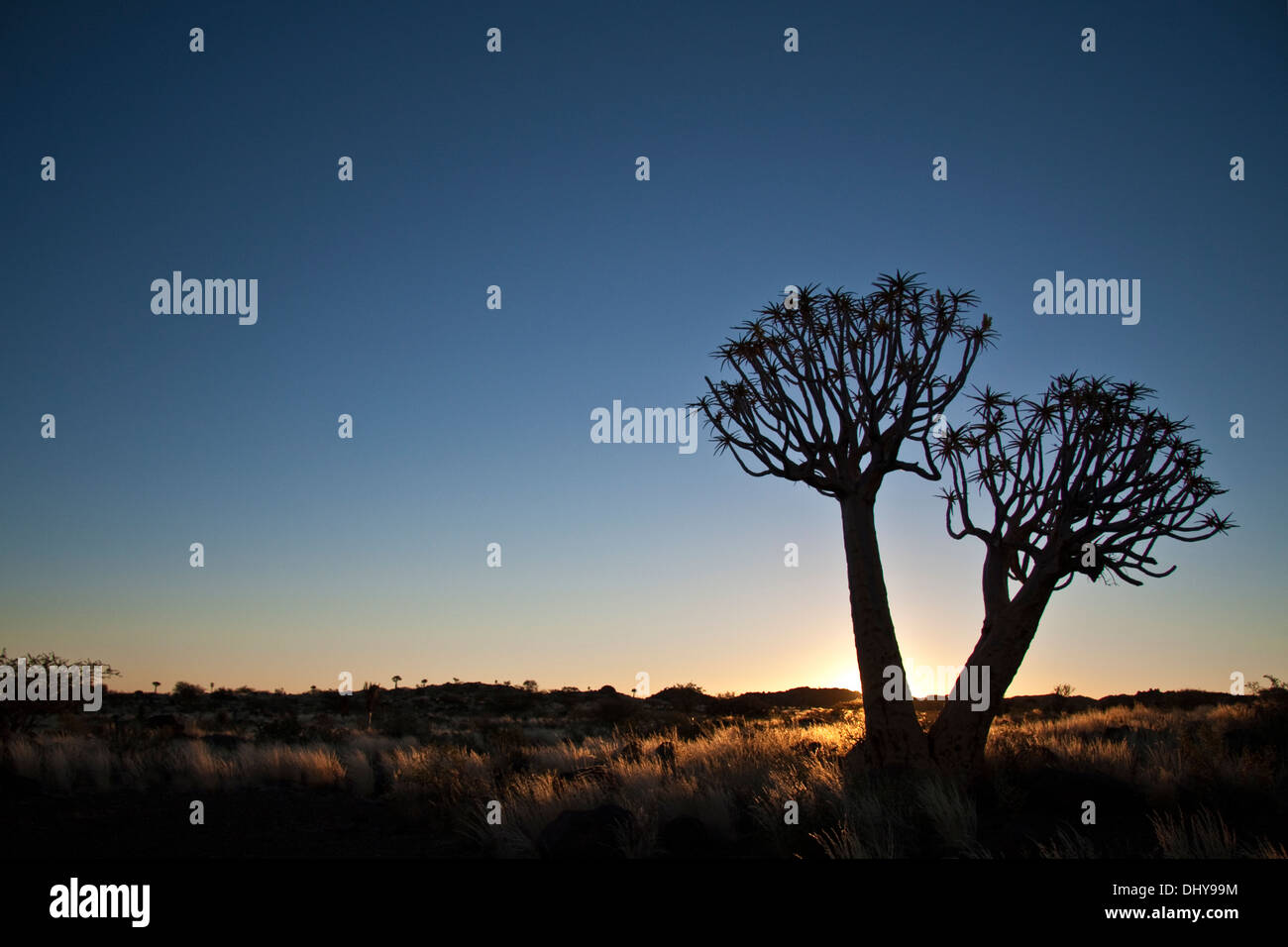 Quivertree in der Nähe von Keetmanshoop Stockfoto