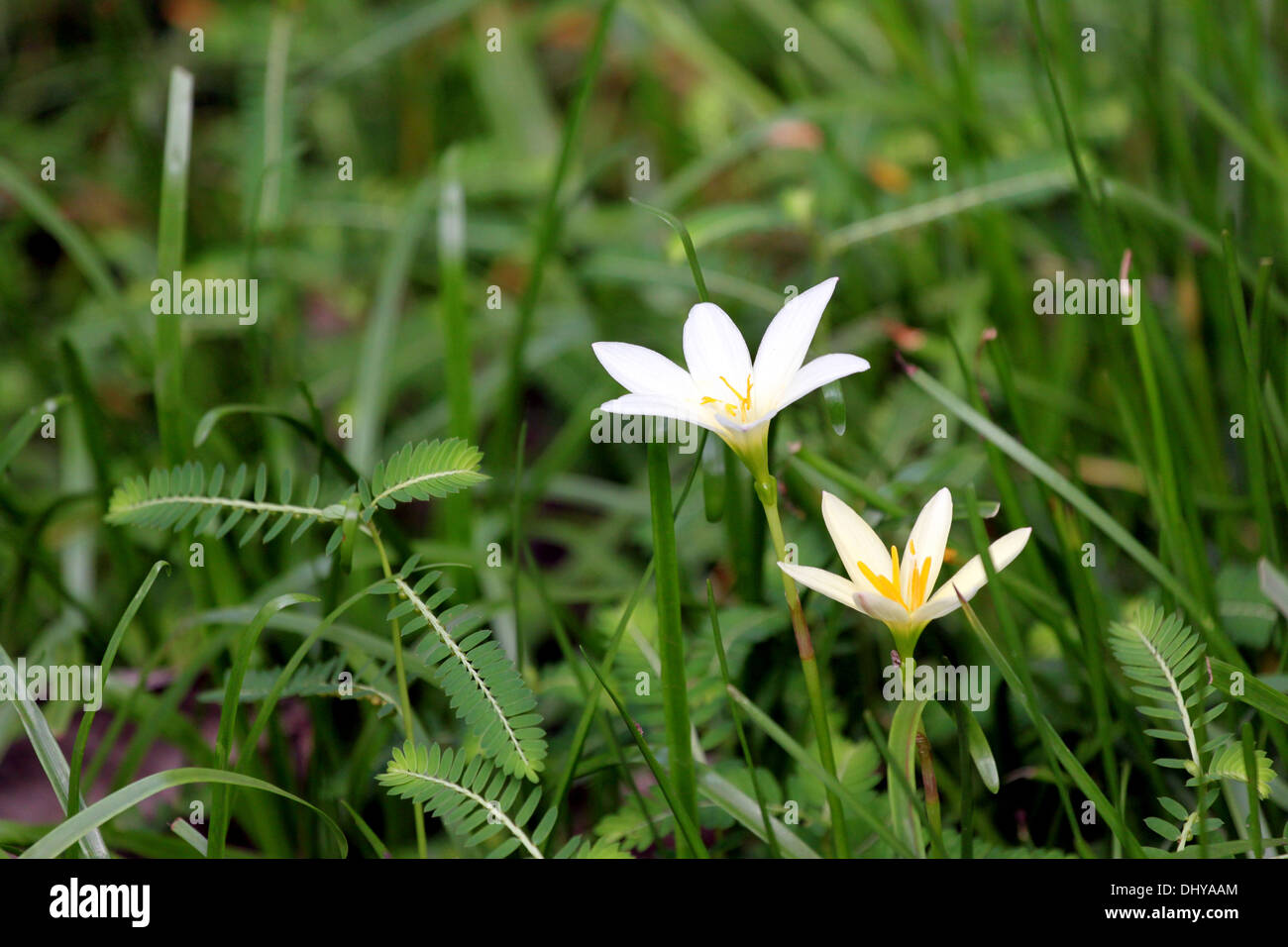 Zwei Blumen im Garten des Hintergrunds. Stockfoto