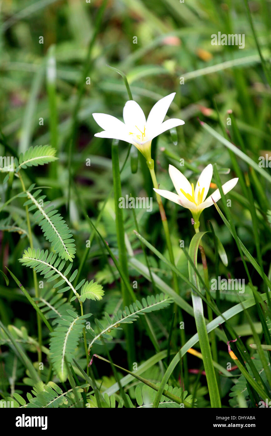 Zwei Blumen im Garten des Hintergrunds. Stockfoto