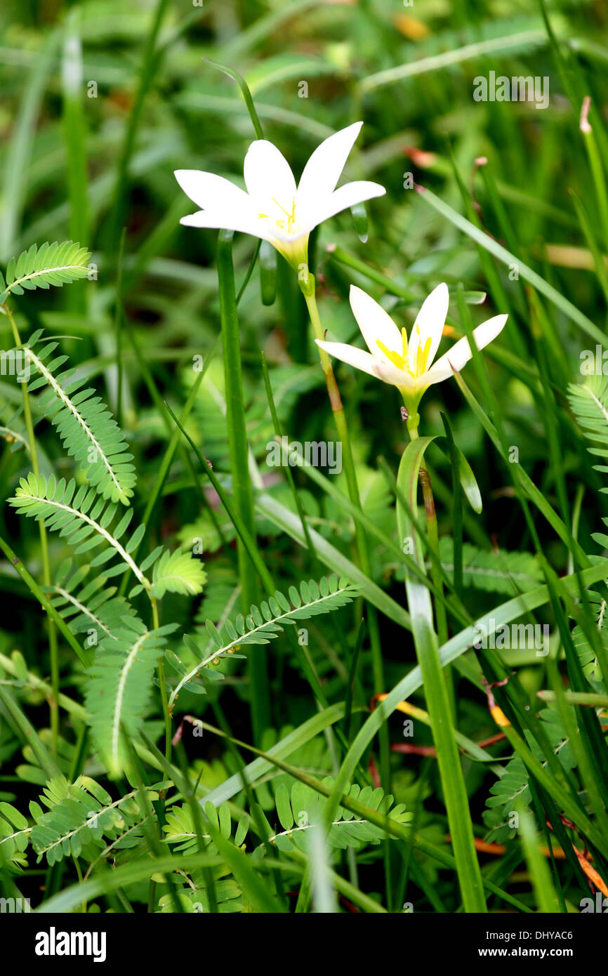 Zwei Blumen im Garten des Hintergrunds. Stockfoto