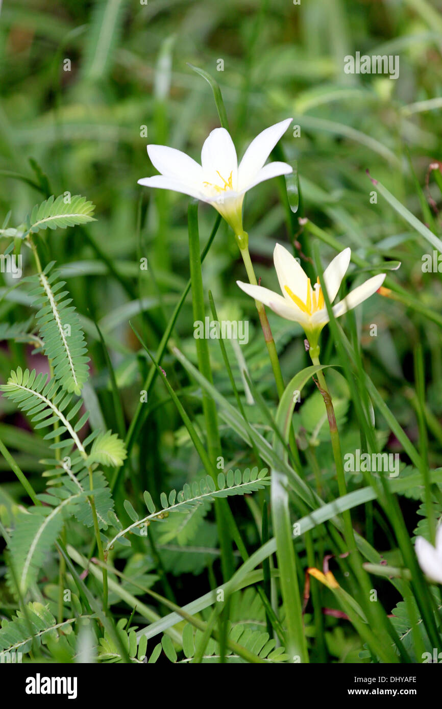 Zwei Blumen im Garten des Hintergrunds. Stockfoto