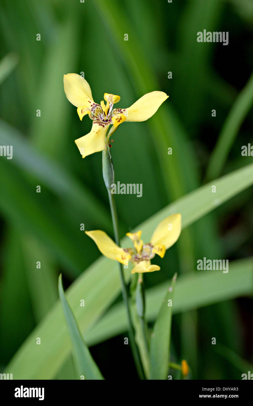 Closeup gelb Blume im Garten des Hintergrunds. Stockfoto